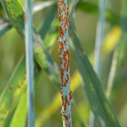 Stem rust close up