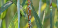 Stem rust close up
