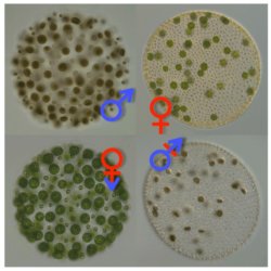 algae gender