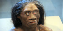 px Homo floresiensis adult female model of head Smithsonian Museum of Natural History