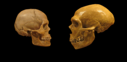 px Sapiens neanderthal comparison en blackbackground
