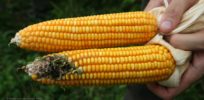 GMO Corn Ears