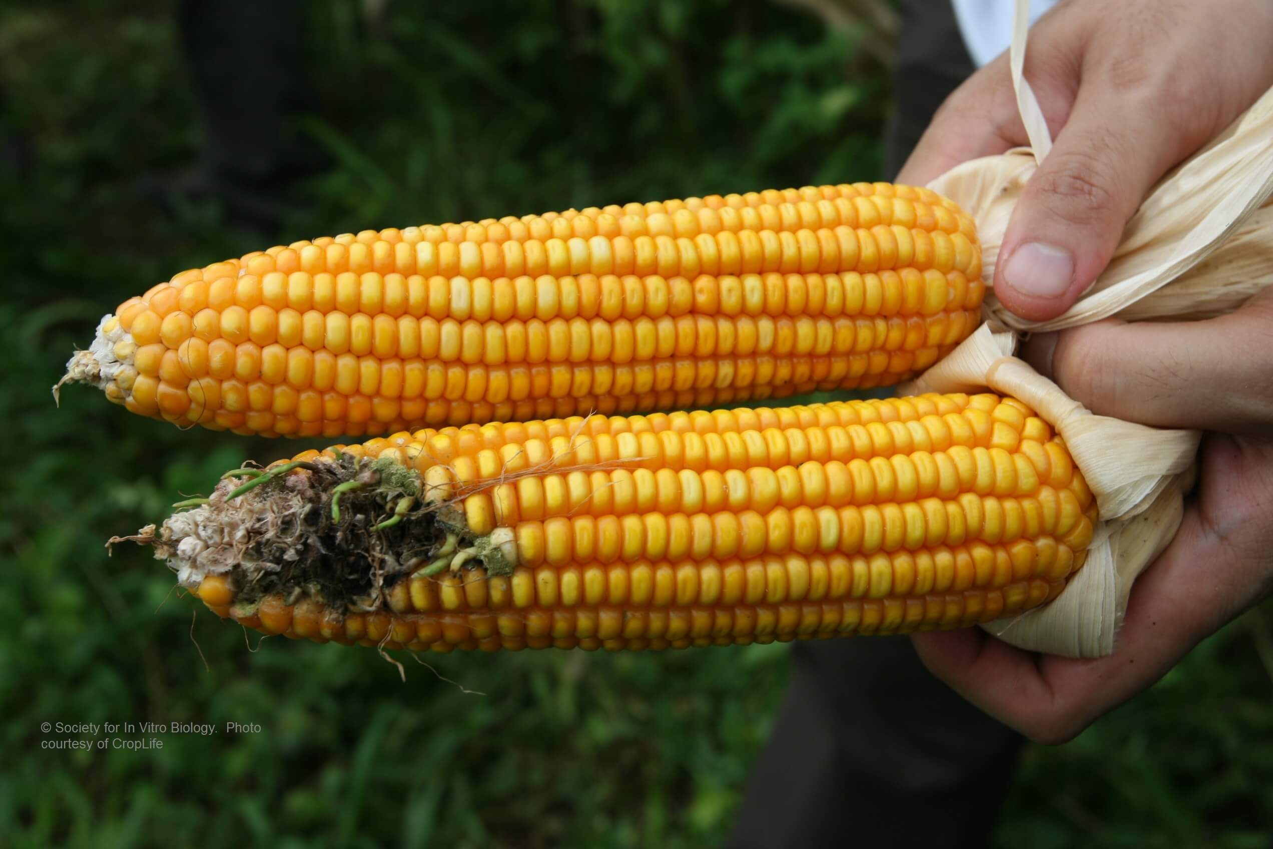 Is Baby Corn Genetically Modified