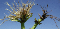 GMO Corn Root