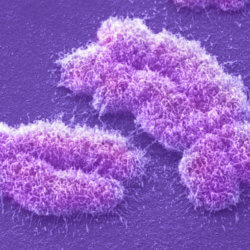 chromosome slide b ec e e beba b e c s c