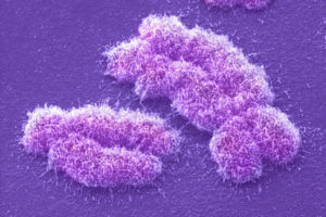 chromosome slide b ec e e beba b e c s c