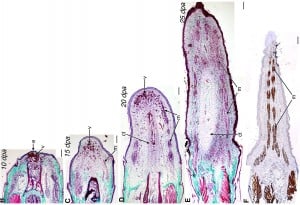 Stained cross sections of an anole’s regenerating tail. Dpa stands for days past autotomy (self-amputation). CREDIT: Hutchins et al., PLoS One, via Wired