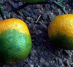 CitrusGreening