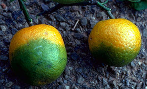 CitrusGreening