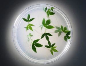 The cassava plants in this petri dish have been genetically engineered to resist brown streak virus, a disease that’s spreading across sub-Saharan Africa, where cassava is a staple for 250 million people. Field tests began last spring in Uganda. Only four African countries allow the planting of genetically modified crops.  Image by Craig Cutler.