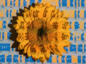 Sunflower image by Craig Cutler