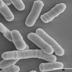 Fission yeast