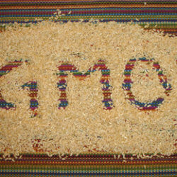 GMO rice