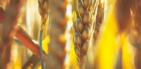 Golden Ears of Wheat