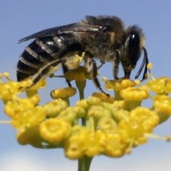 canola