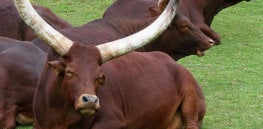 cattle w horns