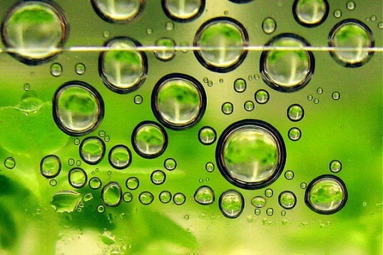 Biofuel Yeast Strain x