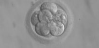 Embryo cells