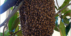 Honey Bee Hive Control