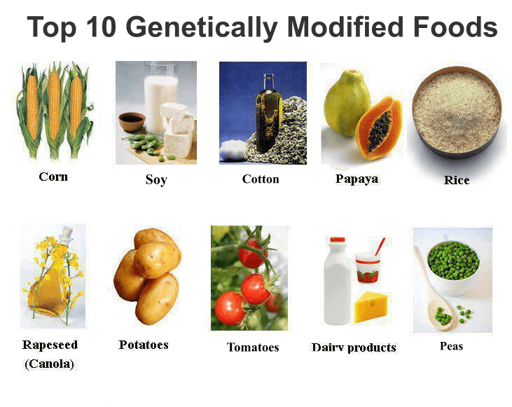 genetically modified food research paper pdf