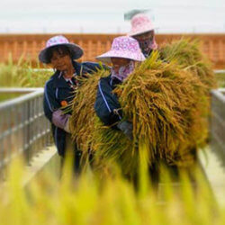 Syngenta Sued for billion
