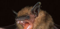 batNew flu virus is found in bats