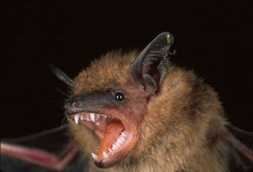 batNew flu virus is found in bats