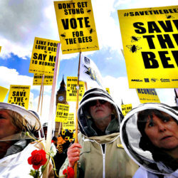 bees