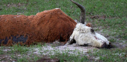 dead cow