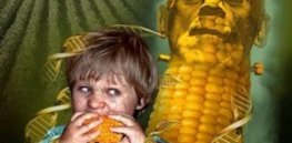 franken corn DNA