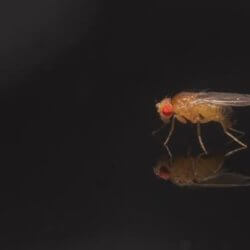 male fruit fly