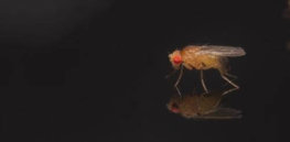 male fruit fly