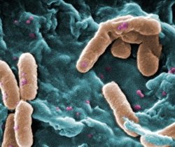 microbiomepic x