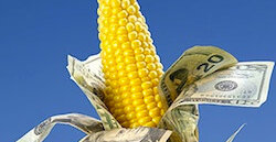 money corn
