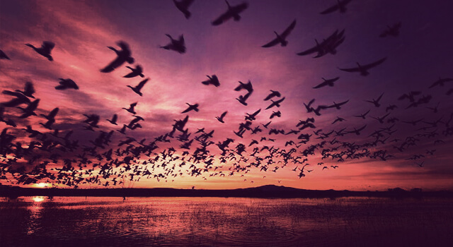 purple sky geese