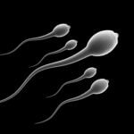 sperm