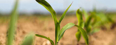 usda deregulates dow agrosciences enlist corn soy traits