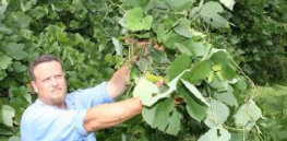 kudzu