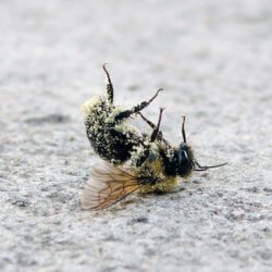 bee