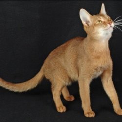 cat cinnamon