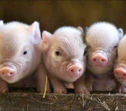 pigs