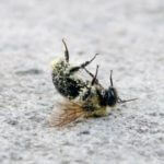 deadbee thumb