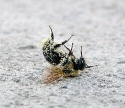 deadbee thumb