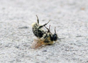 deadbee thumb