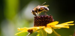bee by ishyam