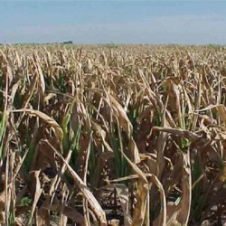 crop failure