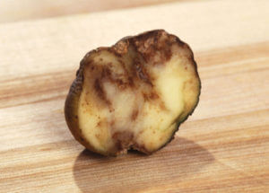 Blight resistant potato