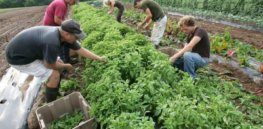 Common Reasons Why Organic Farming is Essential