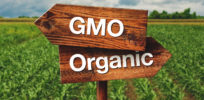 bigstock Gmo Or Organic Farming Directi