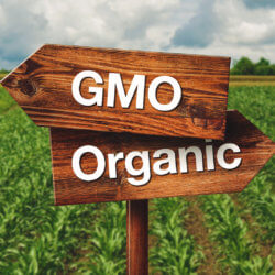 bigstock Gmo Or Organic Farming Directi